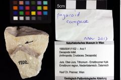 Foto (Objket + Etiketten) von Decapoda indet. 